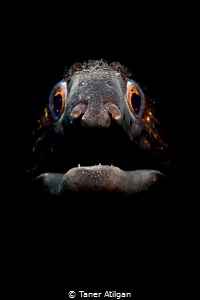 Snooted moray eel from Bodrum/Turkey by Taner Atilgan 